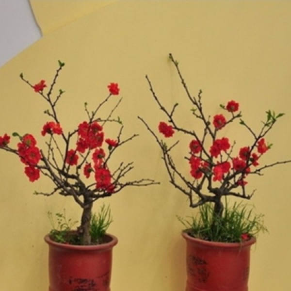 Malus sieboldii