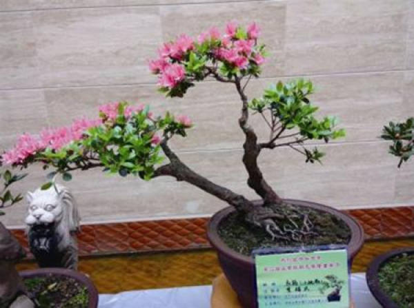 Malus sieboldii