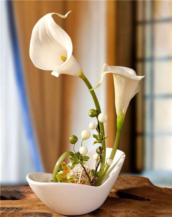 How can the calla Lily bloom more?