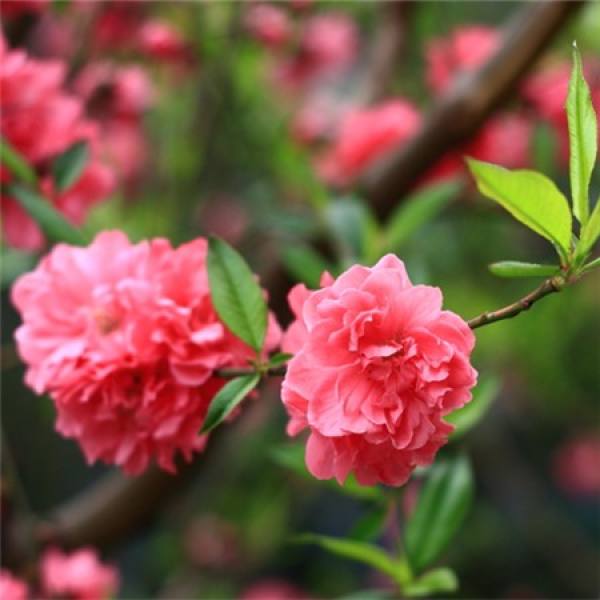 green peach breeding