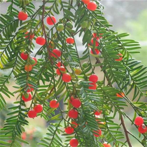 Taxus disease