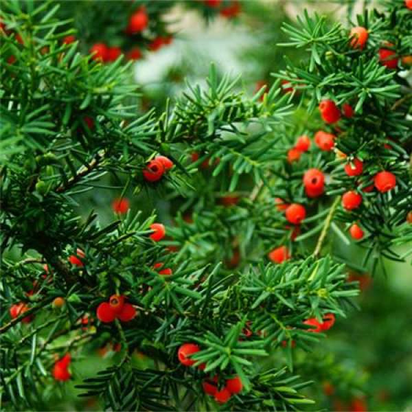 Taxus insect pest