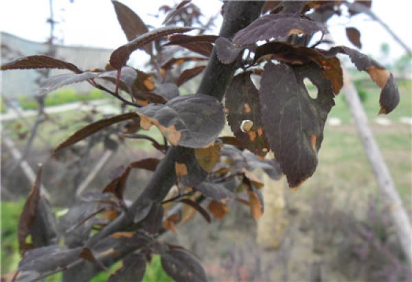 Purple Leaf Plum Disease