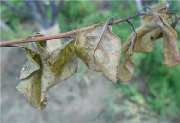 purple leaf plum disease