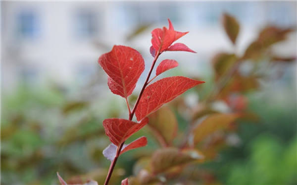 Purple leaf plum pictures