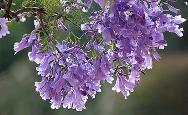 Jacaranda flower language