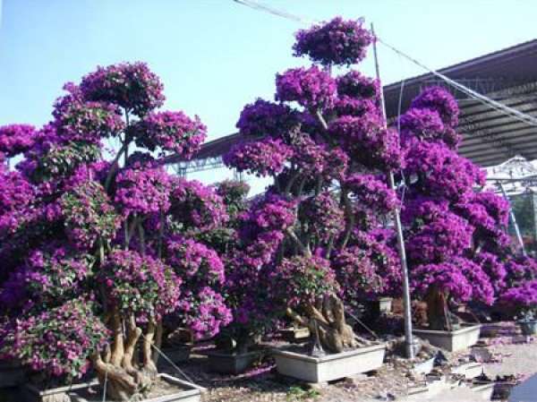 Florescence of Jacaranda copaia