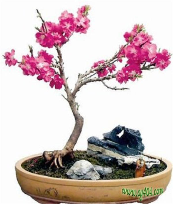 Bonsai making method of peach