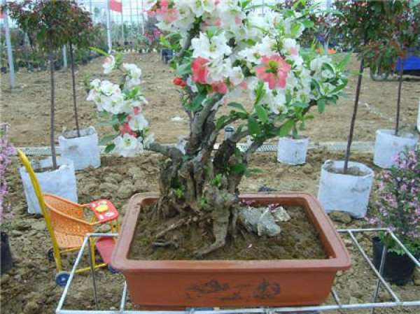 Maintenance of Peach Bonsai Production