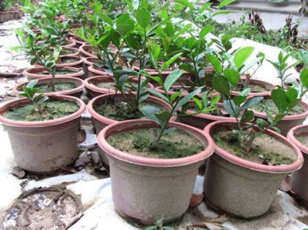 Spring pruning and repotting of potted lemons