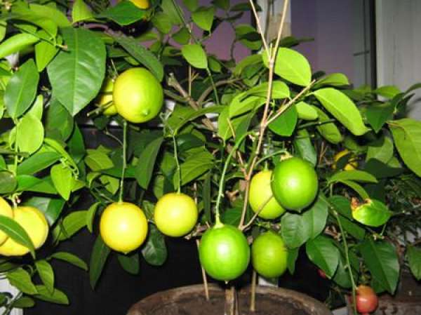 Spring pruning and repotting of potted lemons