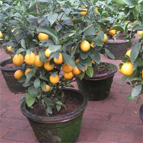 Control of plant diseases and insect pests