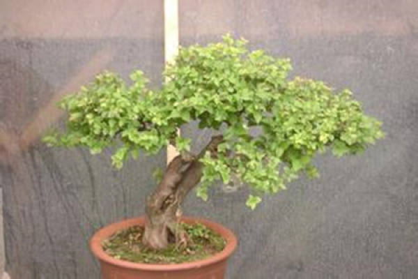 How to raise the bird plum?