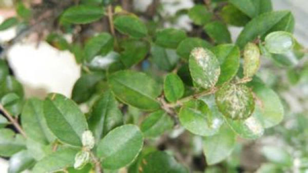 Matters needing attention in the cultivation of bird plum