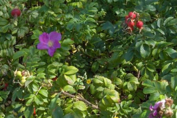 How to trim the silk reeling flower?