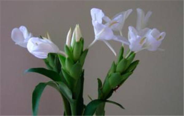 Points for attention in flower cultivation