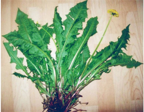 A dandelion leaf