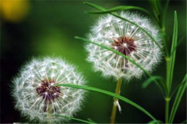 The flower of dandelion