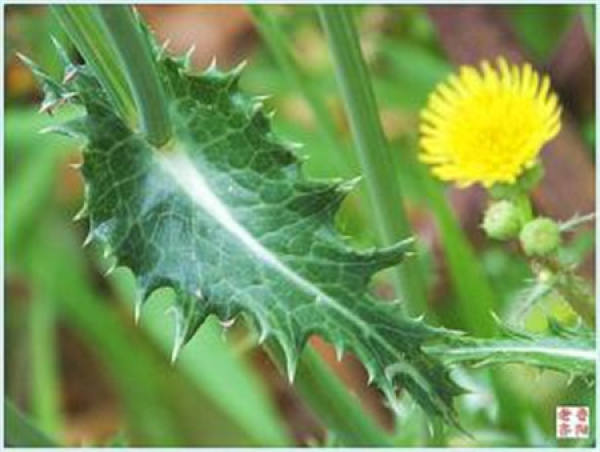 A dandelion leaf