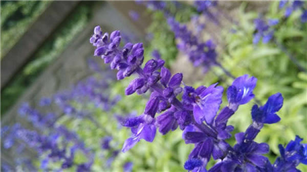lavender flowers