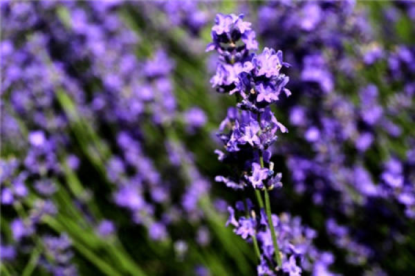Growth Habit of Lavender