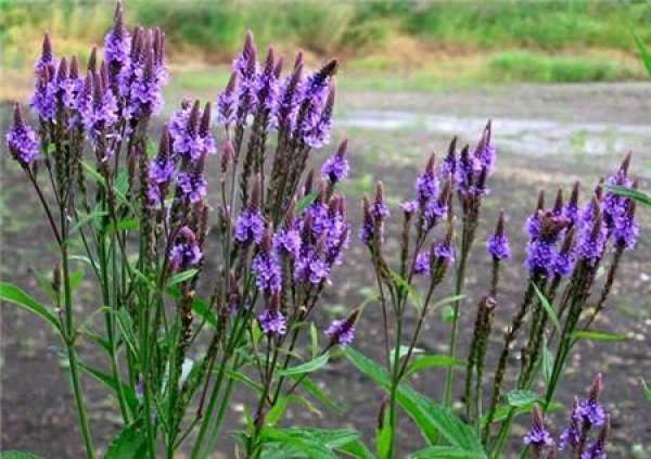 The difference between lavender and verbena