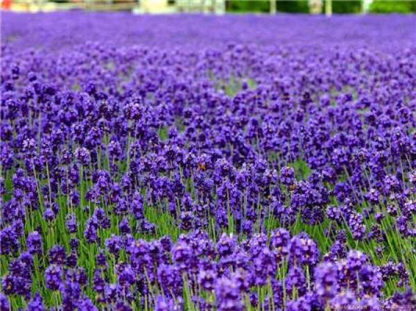 The difference between lavender and verbena