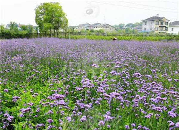 The difference between lavender and verbena