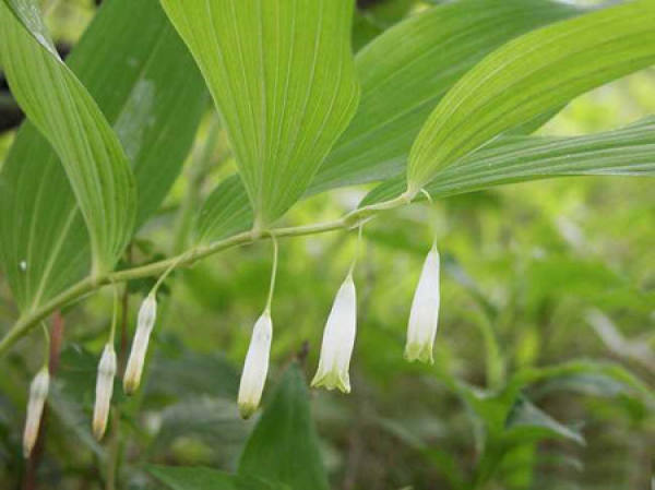 Cultivation of Polygonatum odoratum