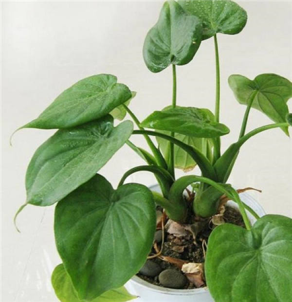 The growth habit of Alocasia macrorrhiza
