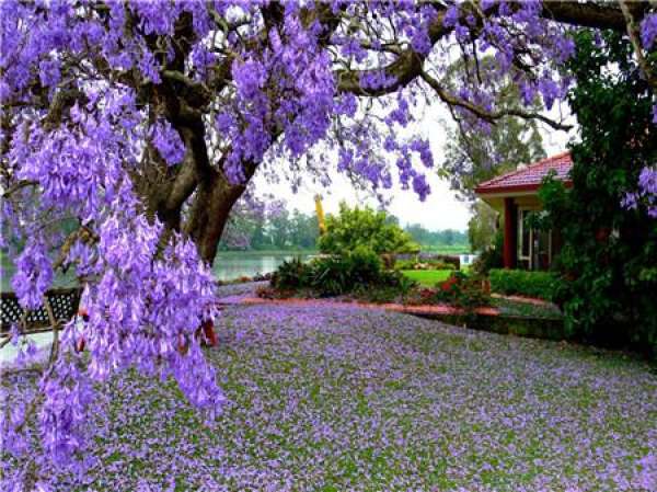 Time for Jacaranda pruning