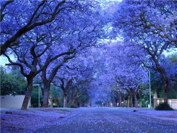 Time for Jacaranda pruning