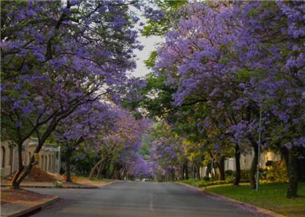 Pruning Precautions for Jacaranda tree