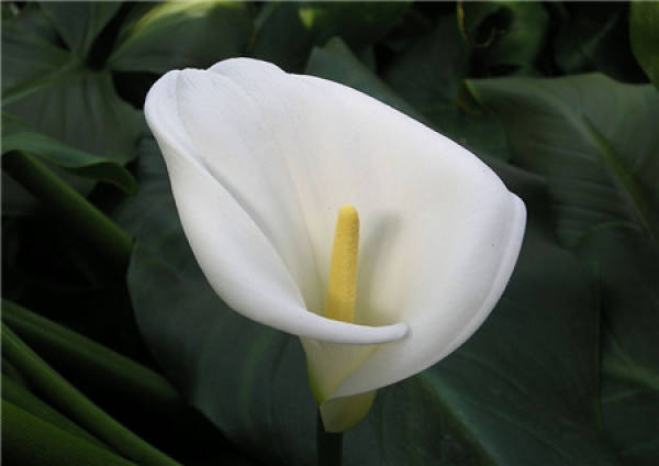 The Technique of Forcing Flowers of Zantedeschia aethiopica