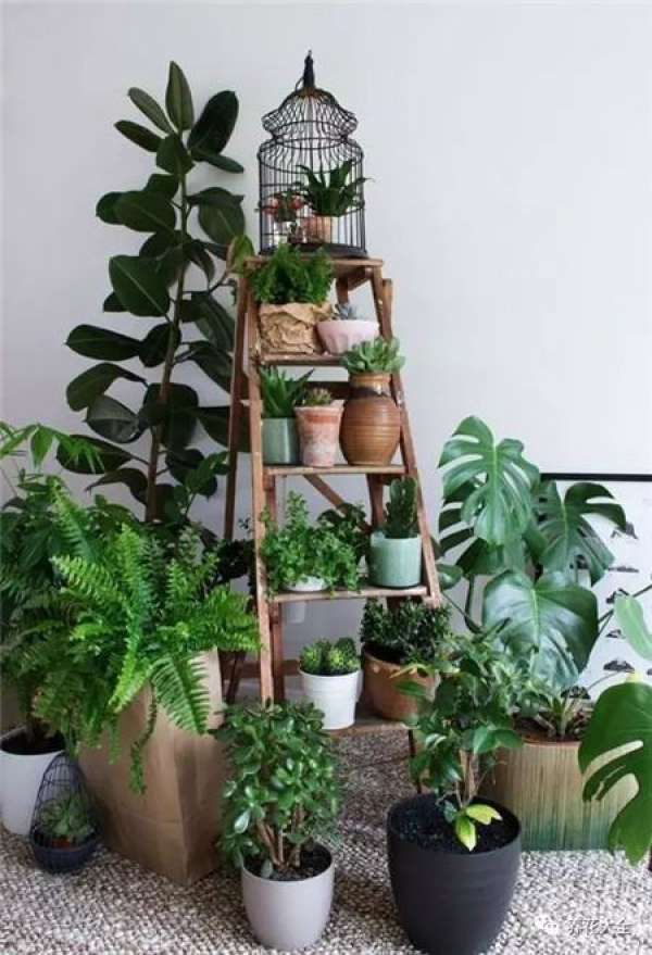 Living Room Greening