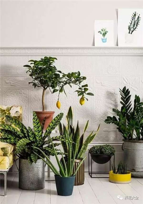 Living Room Greening