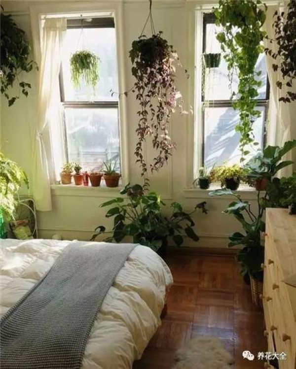 Living Room Greening