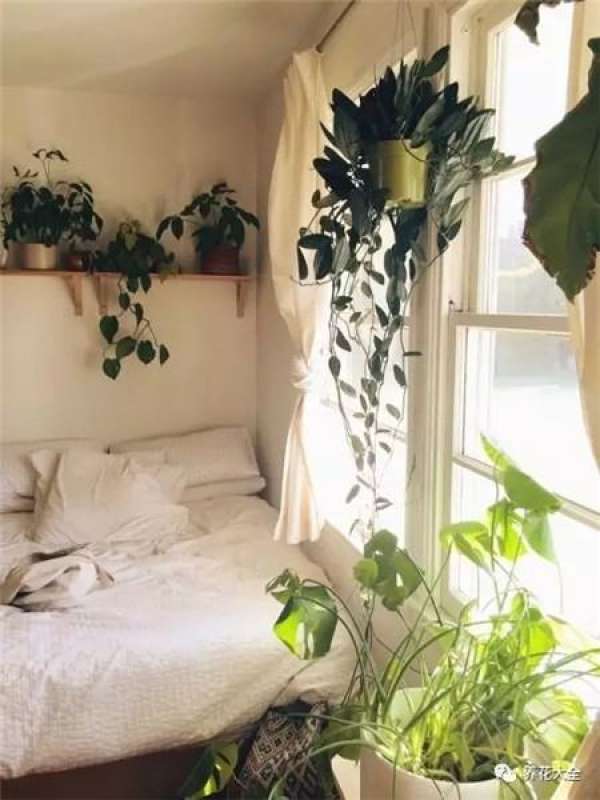 Living Room Greening