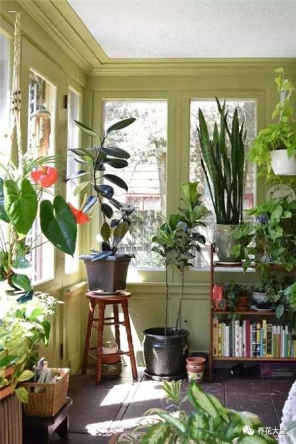 living room green plants