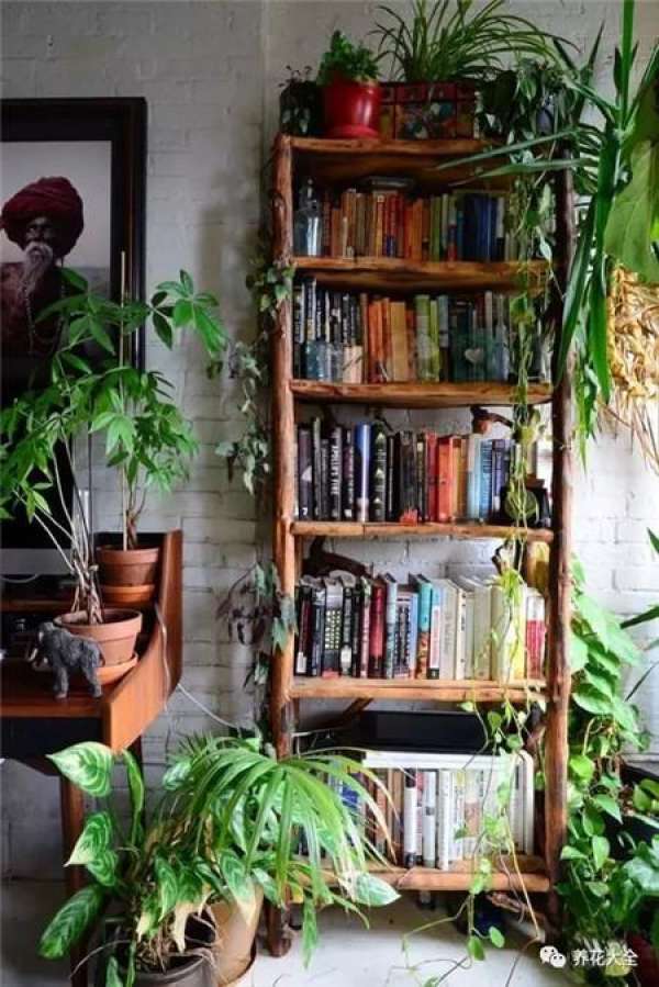 living room green plants