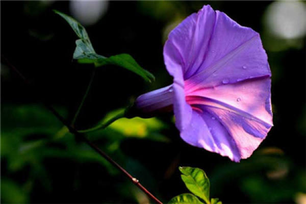 Morning Glory