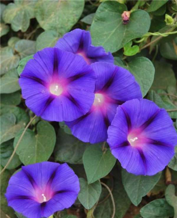 Morning Glory