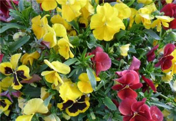 Large-flowered variety