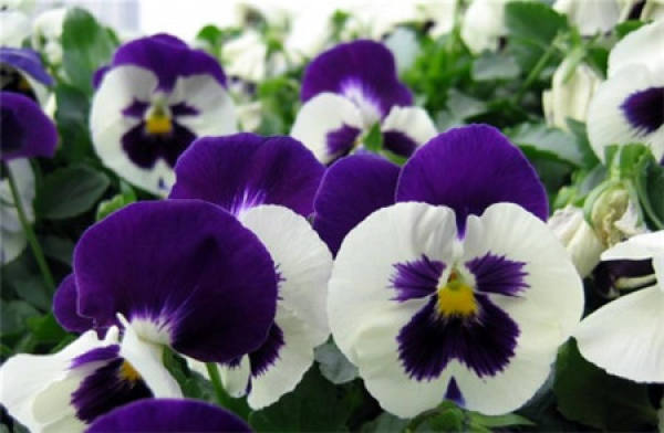 Floret Variety