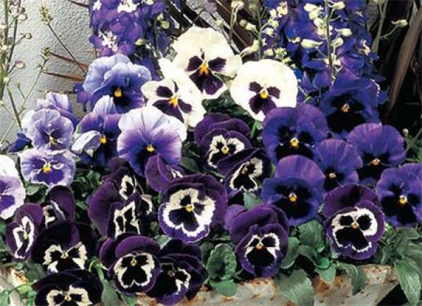 Large-flowered variety