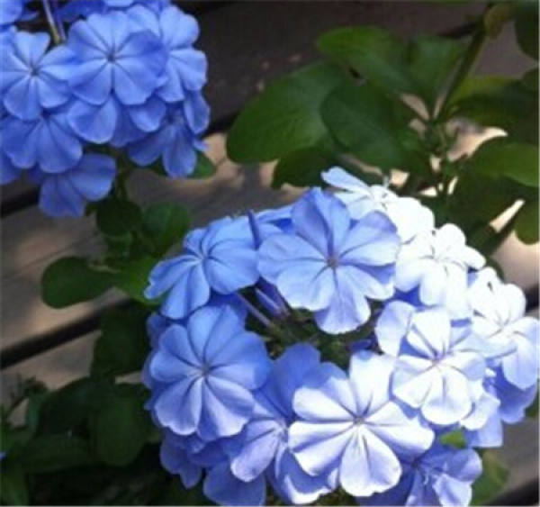 Plumbago indica