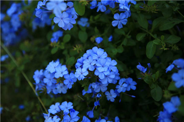 Plumbago indica