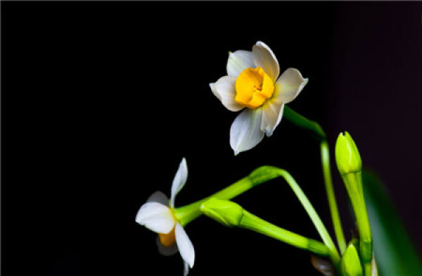 Narcissus bulb