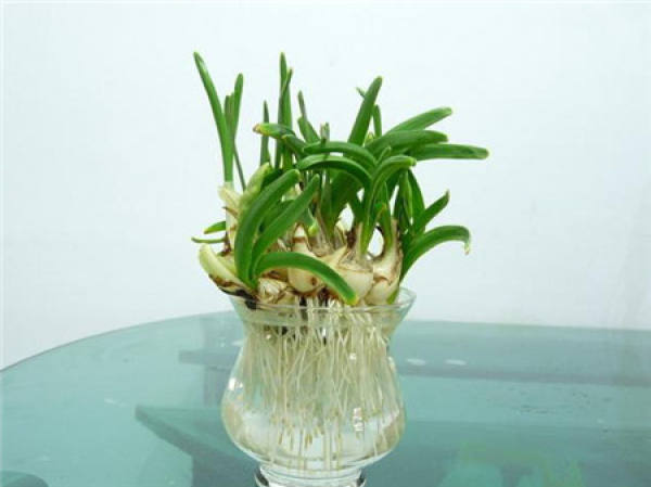 Narcissus ball