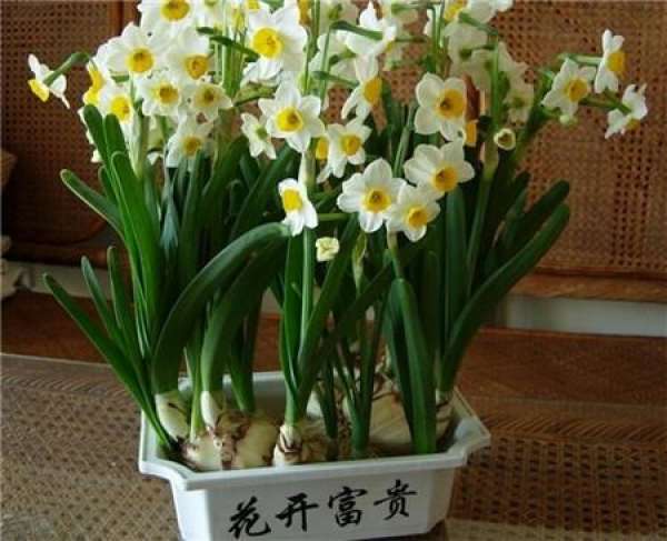 Narcissus